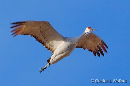 Sandhill Crane_73534.jpg - Sandhill Crane (Grus canadensis) in flightPhotographed in the Bosque del Apache National Wildlife Refuge near San Antonio, New Mexico, USA.